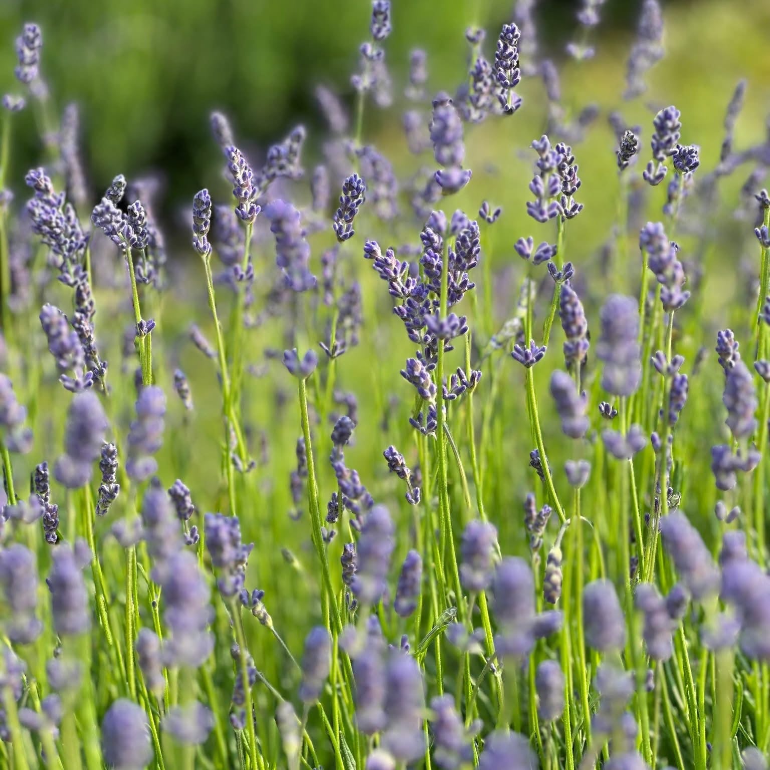 MEADOW IN PROVENCE - Coconut Soy Candle | Lavendar & Soft Herbs